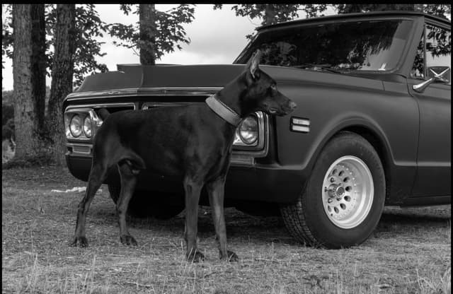 Doberman Pinscher Puppies media 2