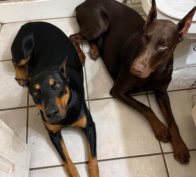 Doberman Pinscher Puppies media 4