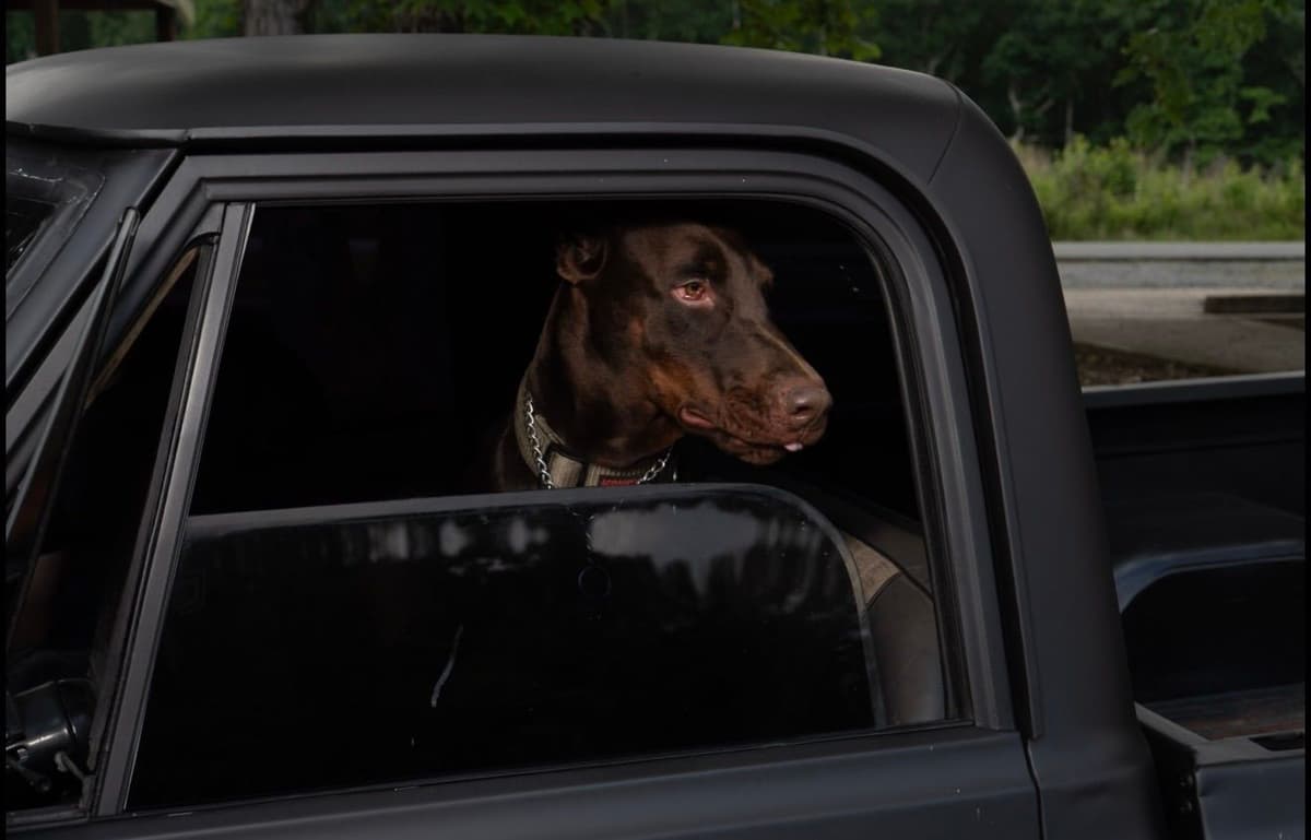 Doberman Pinscher Puppies breeder image 1