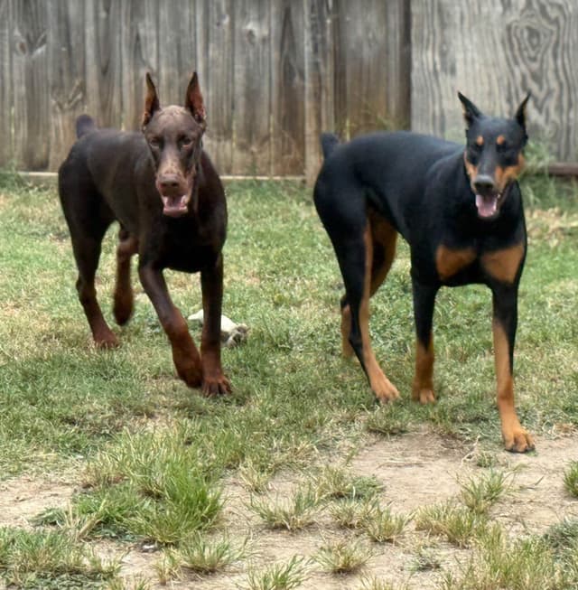 Doberman Pinscher Puppies media 7