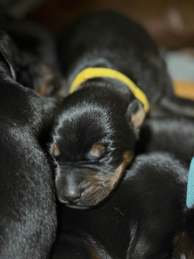 Doberman Pinscher Puppies media 8