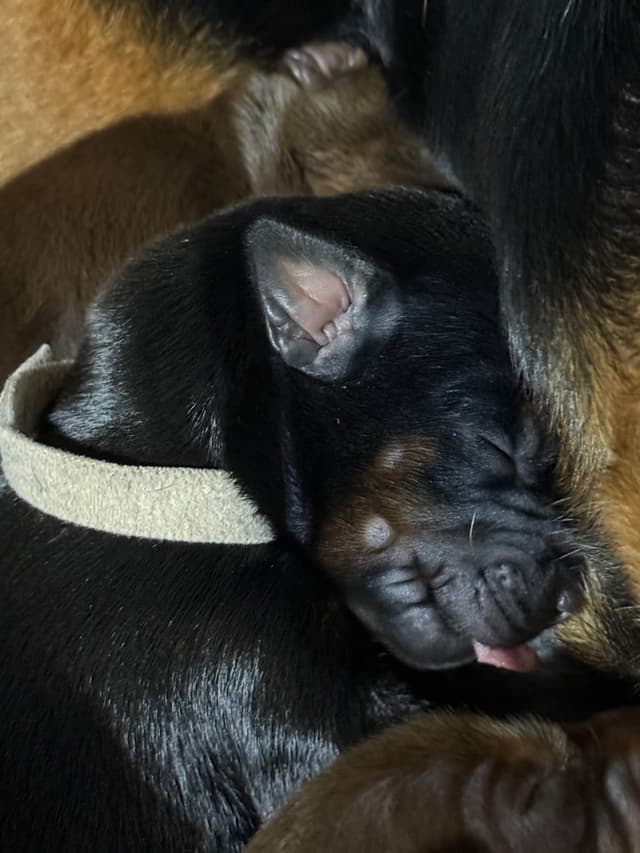 Doberman Pinscher Puppies media 9