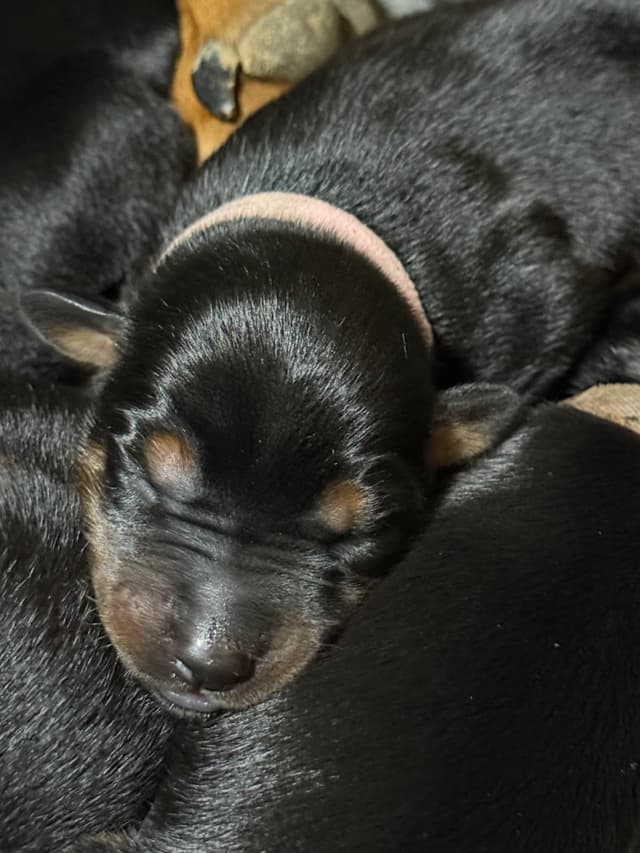 Doberman Pinscher Puppies media 10