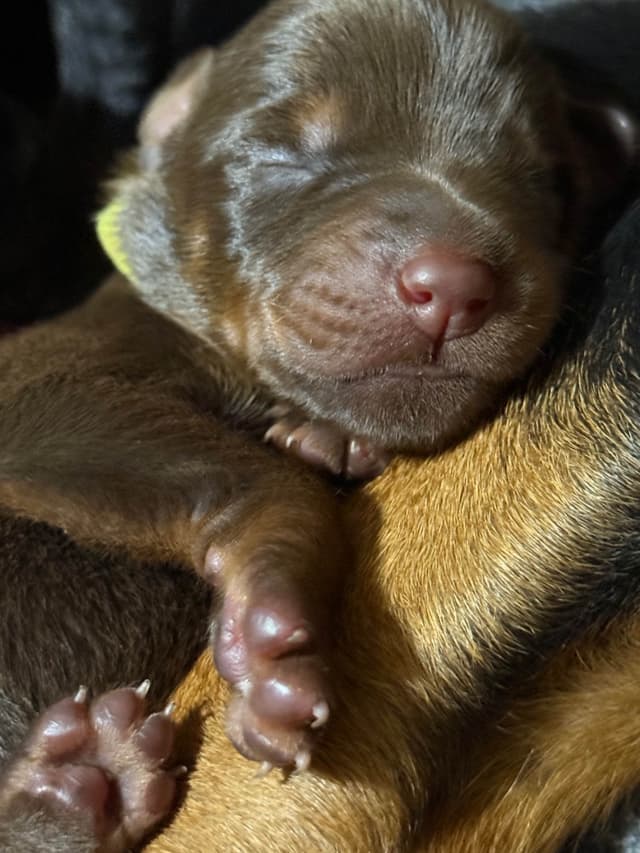 Doberman Pinscher Puppies media 11
