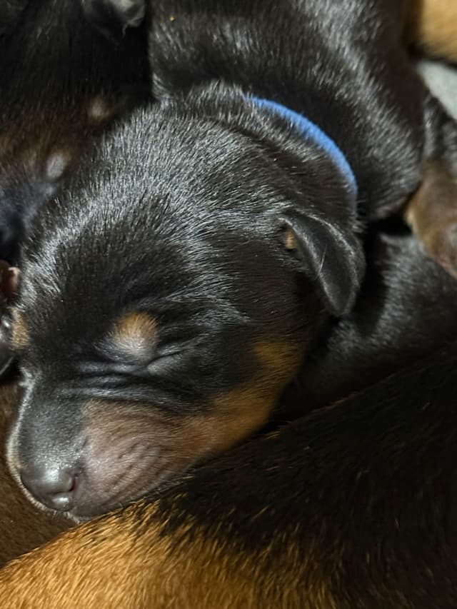 Doberman Pinscher Puppies media 12