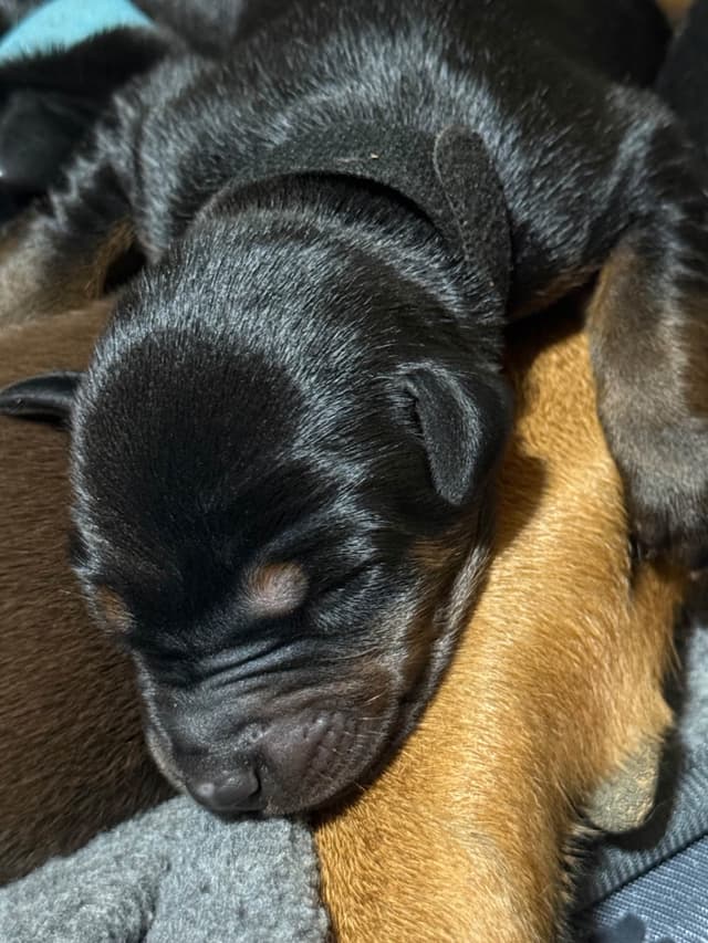 Doberman Pinscher Puppies media 15