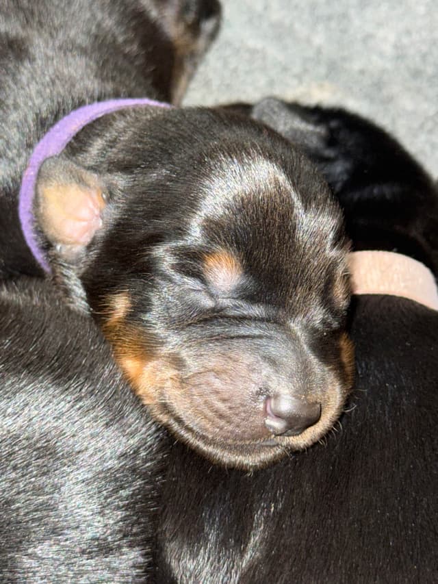 Doberman Pinscher Puppies media 14