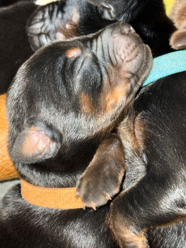 Doberman Pinscher Puppies media 13