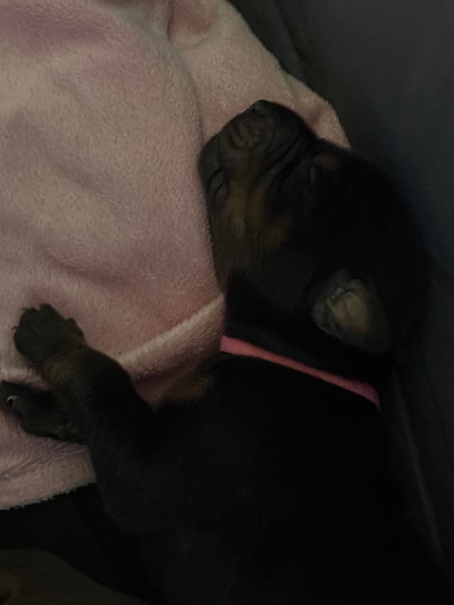 Doberman Pinscher Puppies media 19
