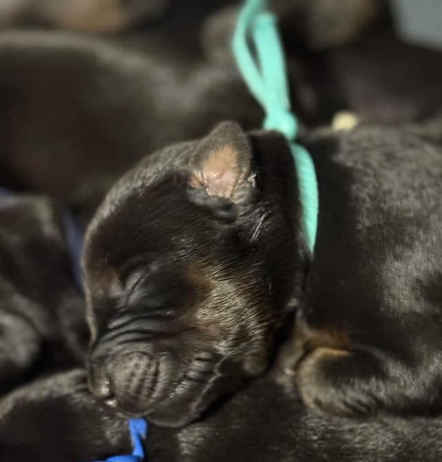Doberman Pinscher Puppies media 18