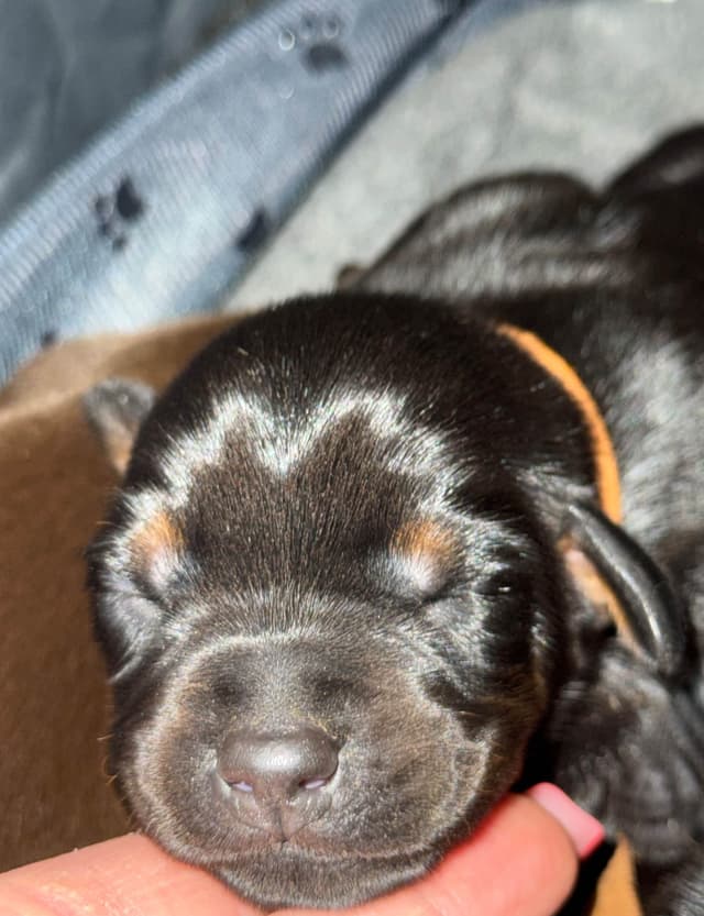 Doberman Pinscher Puppies media 20
