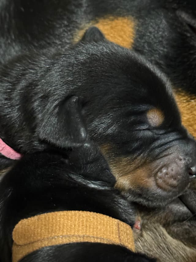 Doberman Pinscher Puppies media 21