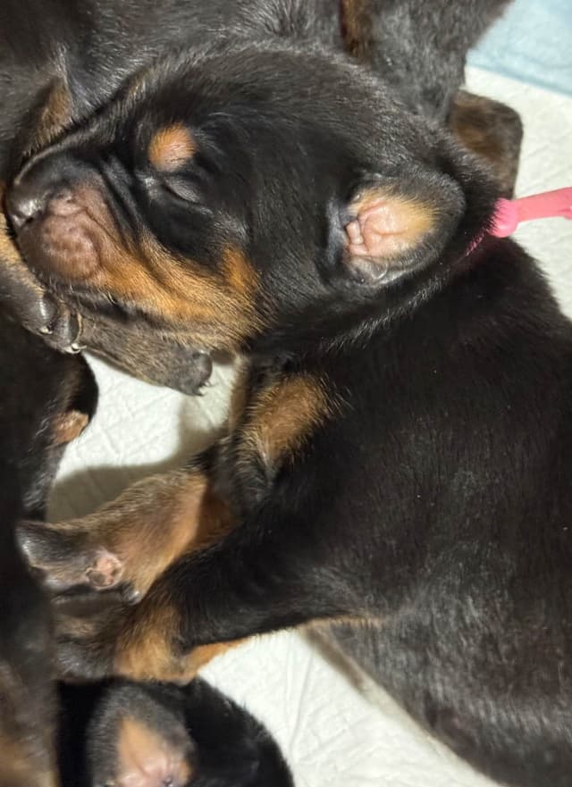 Doberman Pinscher Puppies media 22