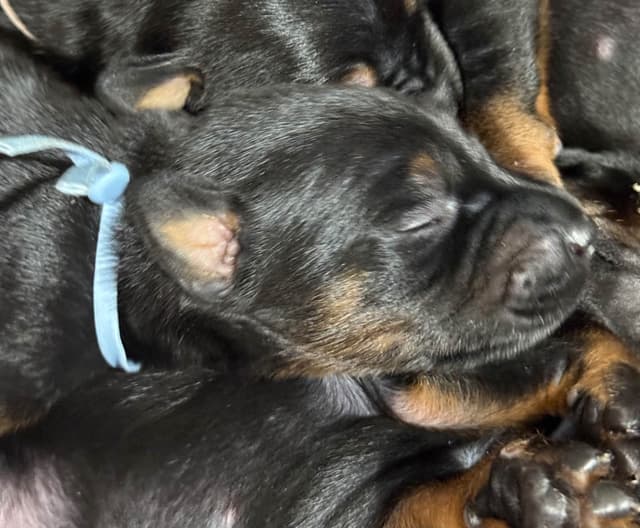 Doberman Pinscher Puppies media 23