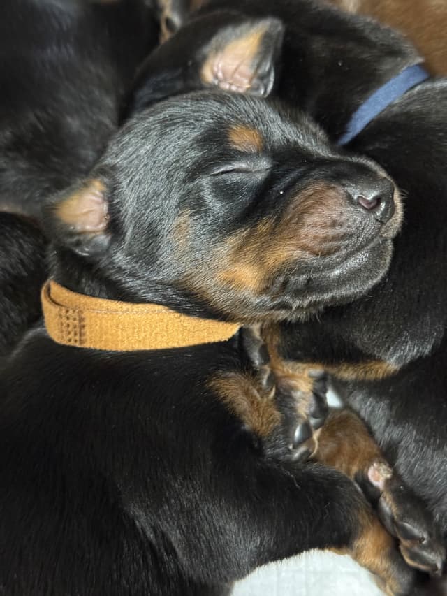 Doberman Pinscher Puppies media 24