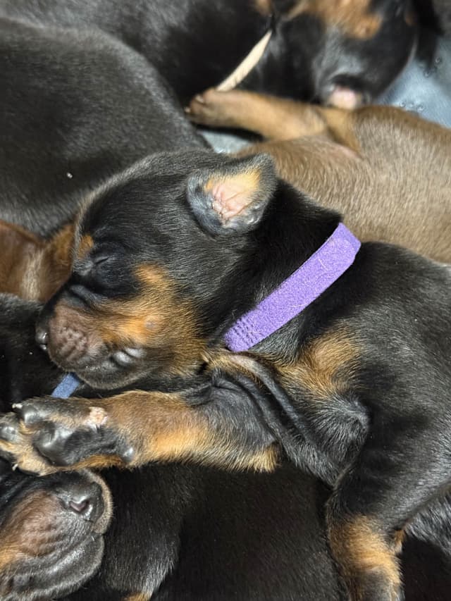 Doberman Pinscher Puppies media 25