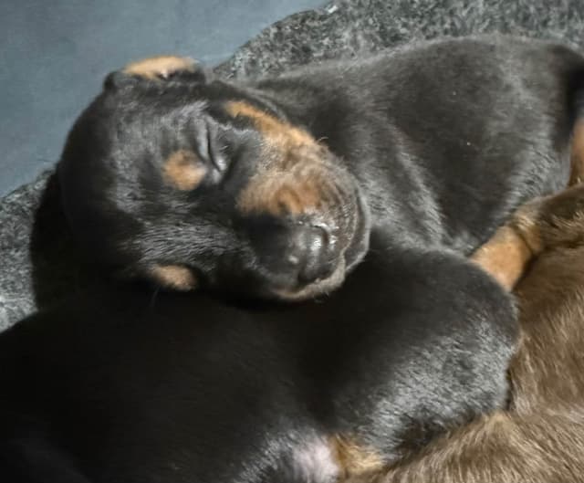 Doberman Pinscher Puppies media 27