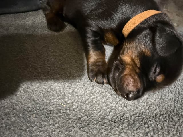 Doberman Pinscher Puppies media 28