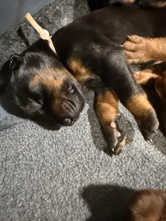 Doberman Pinscher Puppies media 29
