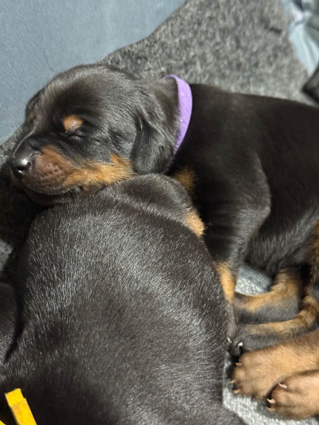 Doberman Pinscher Puppies media 30