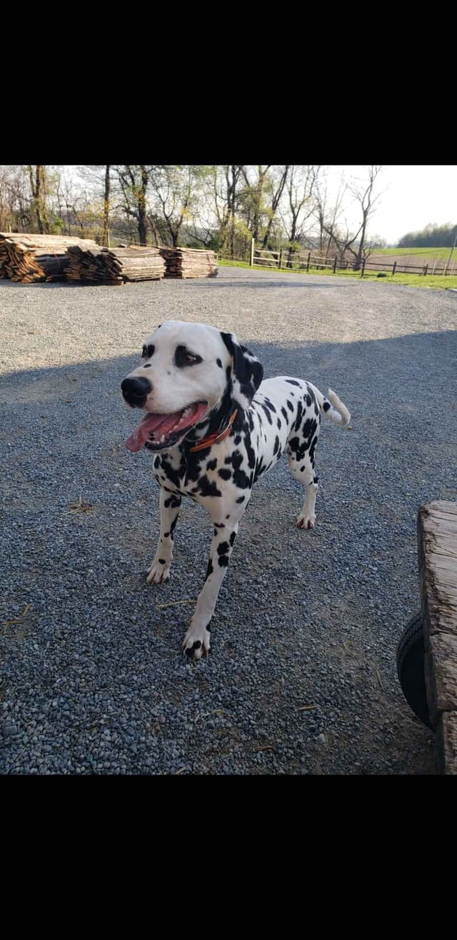 Dalmatian Puppies media 2