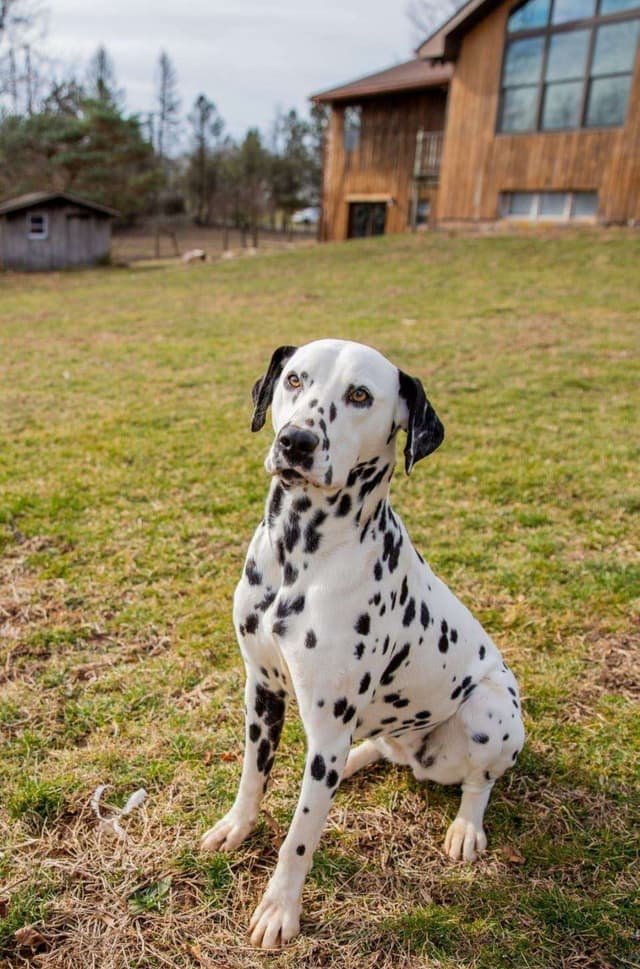 Dalmatian Puppies media 3