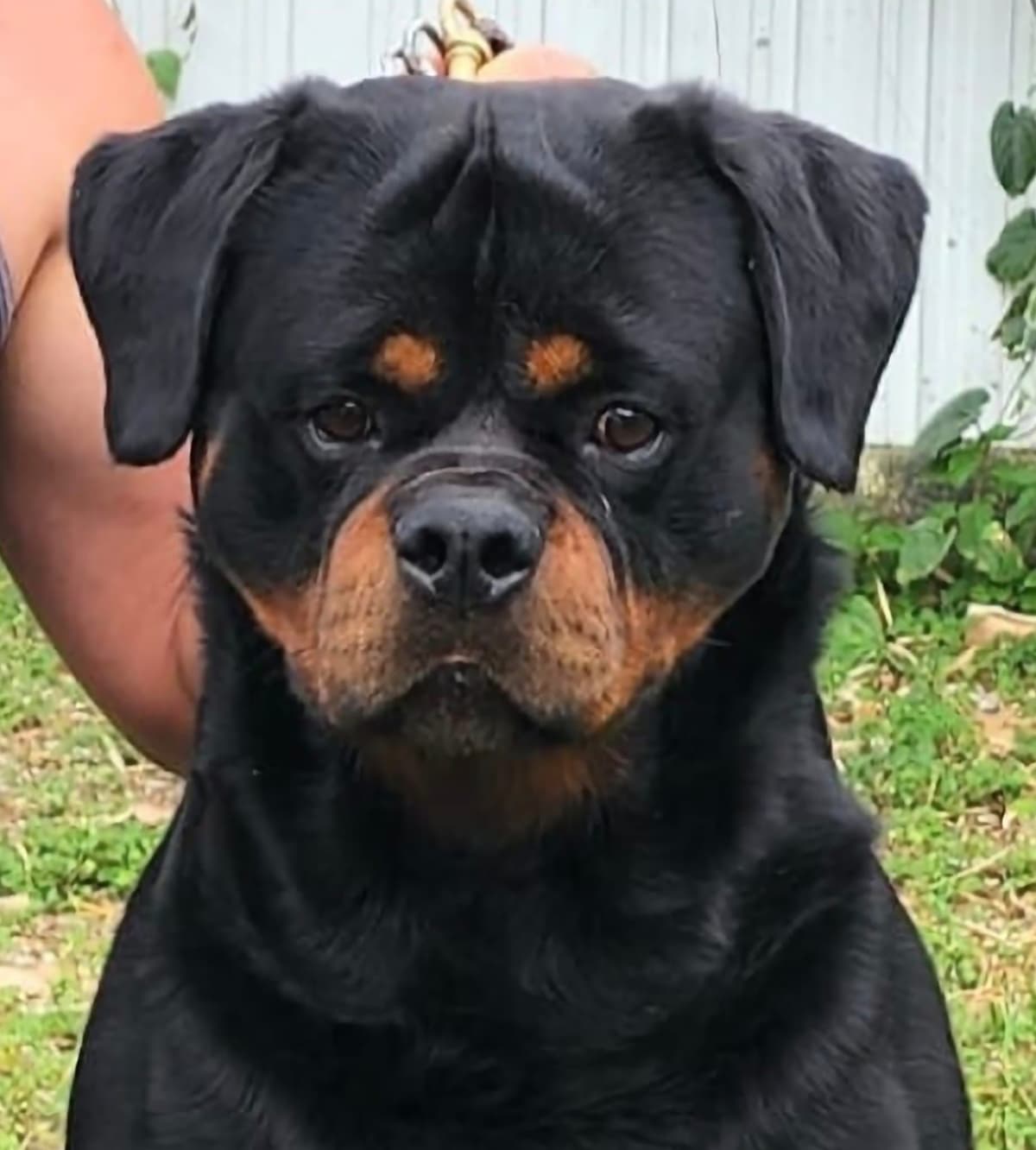 Rottweiler Puppies breeder image 1