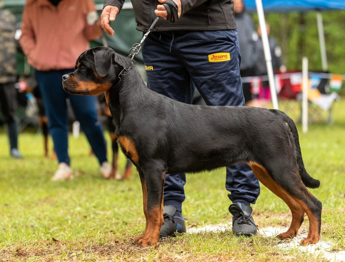 Rottweiler Puppies breeder image 2