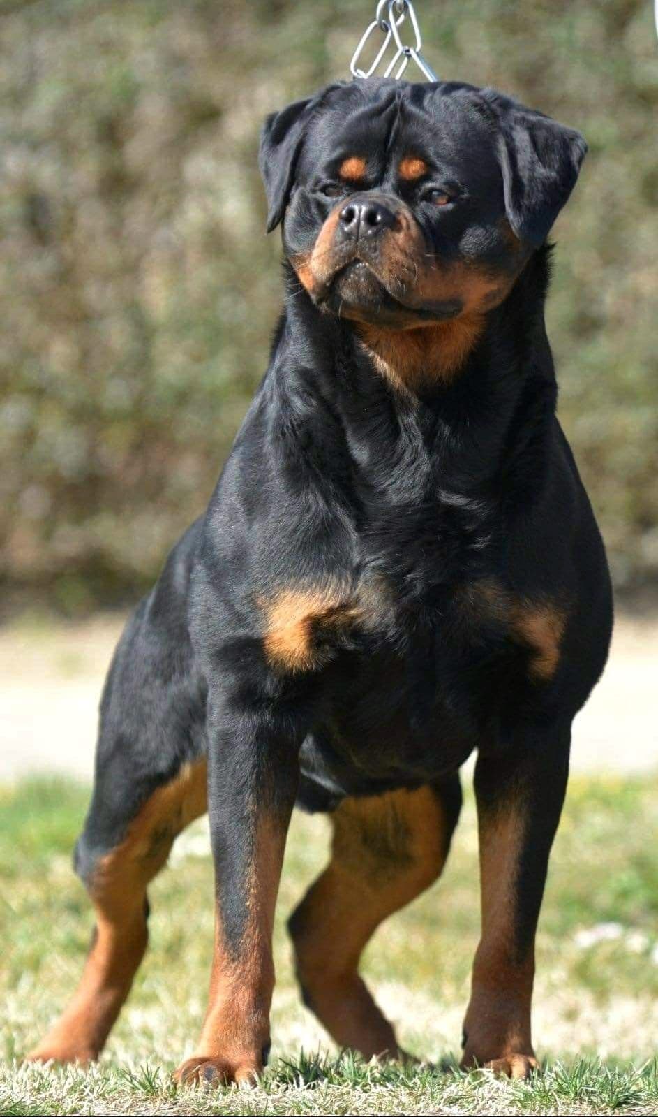 Rottweiler Puppies breeder image 5