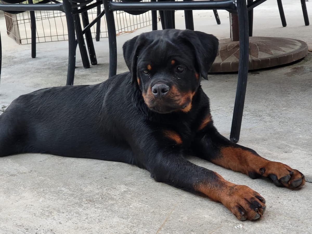 Rottweiler Puppies breeder image 6