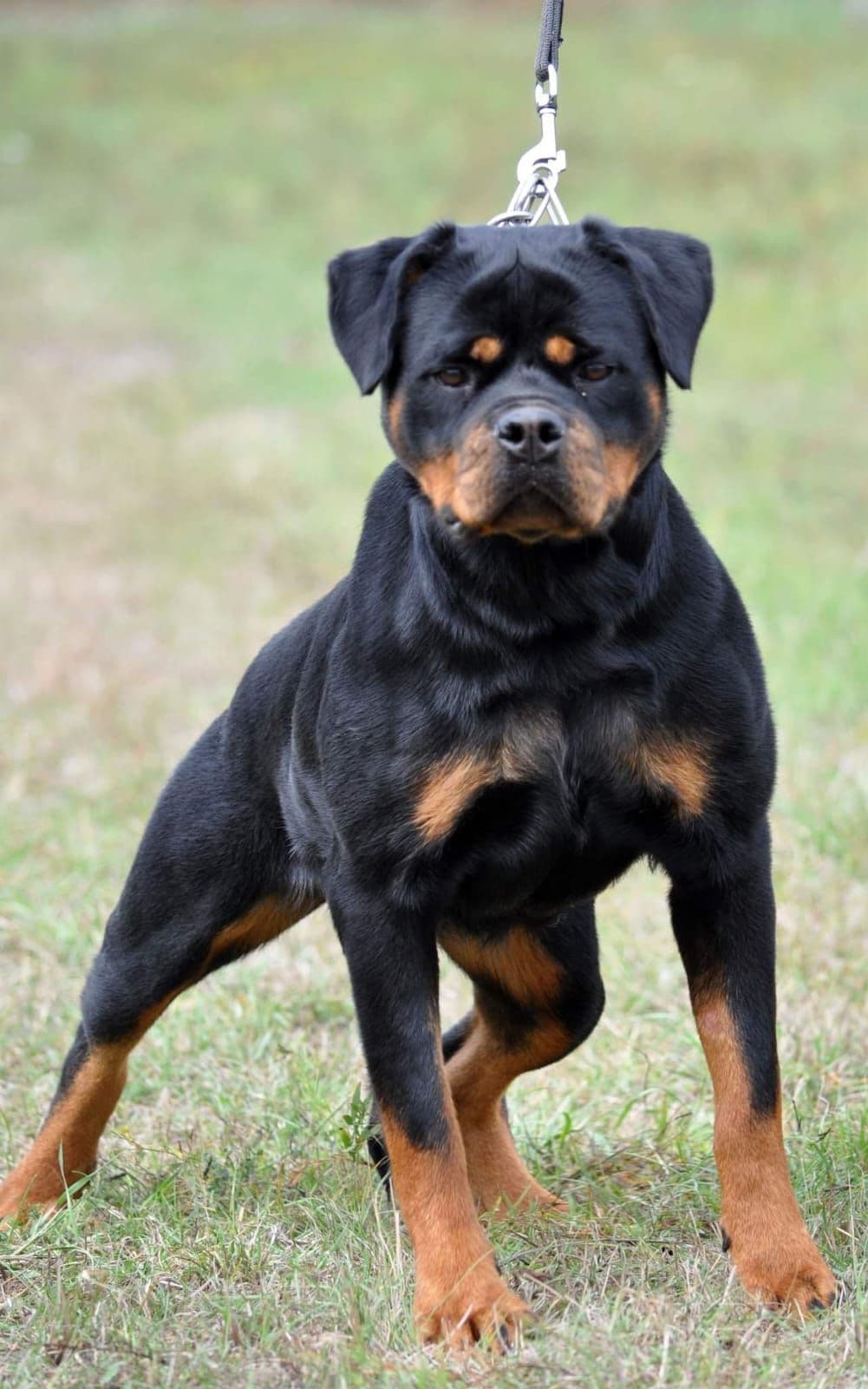 Rottweiler Puppies breeder image 7