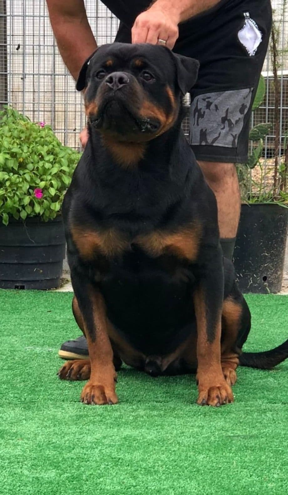 Rottweiler Puppies breeder image 8
