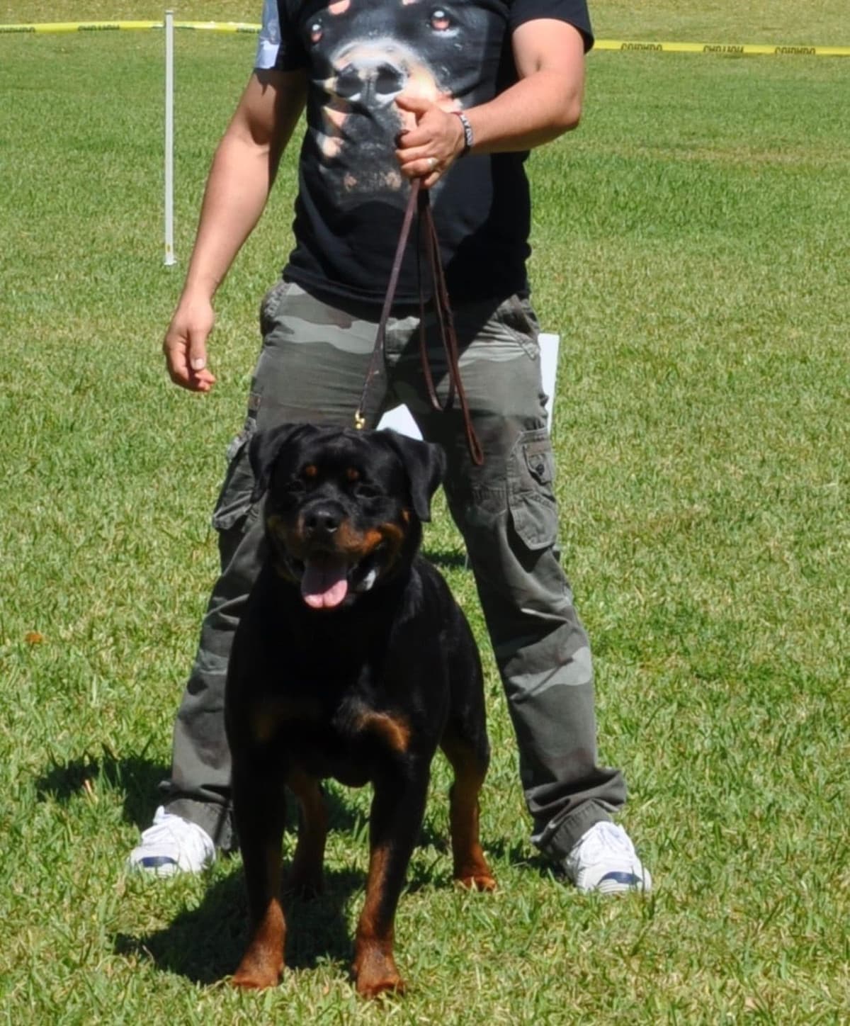 Rottweiler Puppies breeder image 9