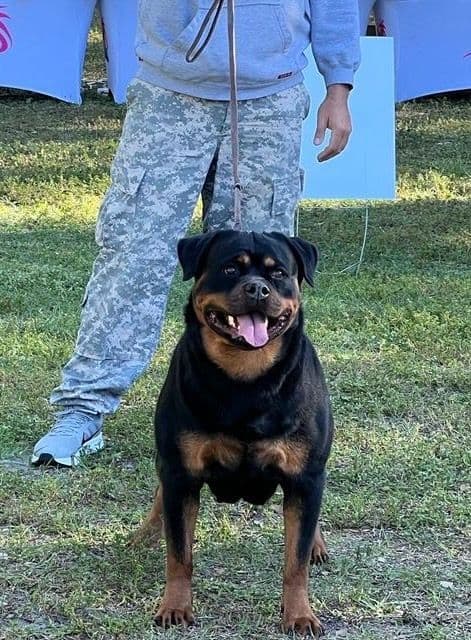 Rottweiler Puppies breeder image 10