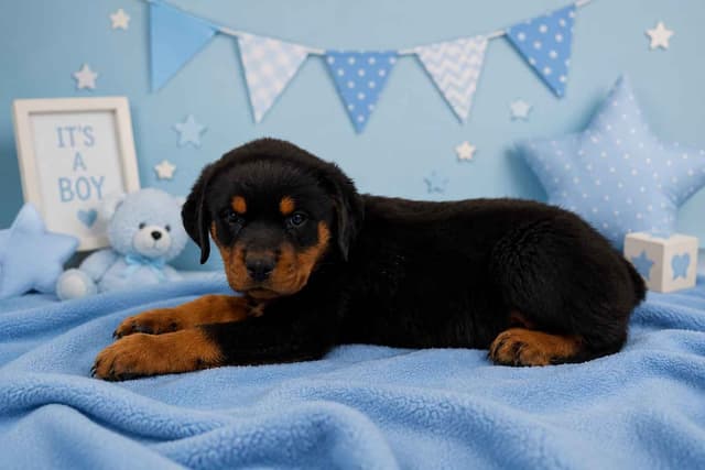 Rottweiler Puppies media 3