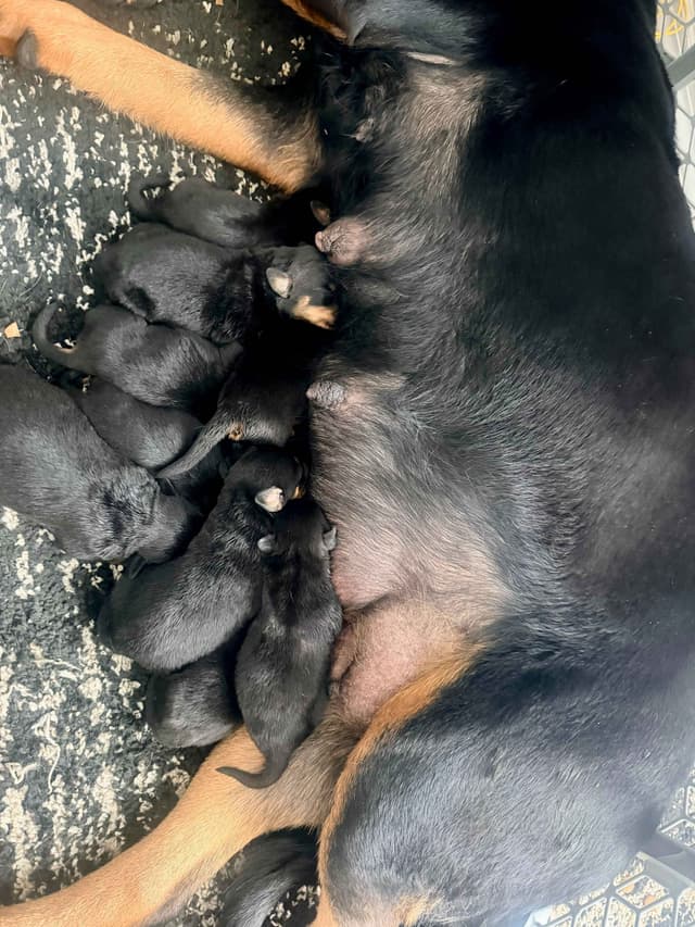 Rottweiler Puppies media 6