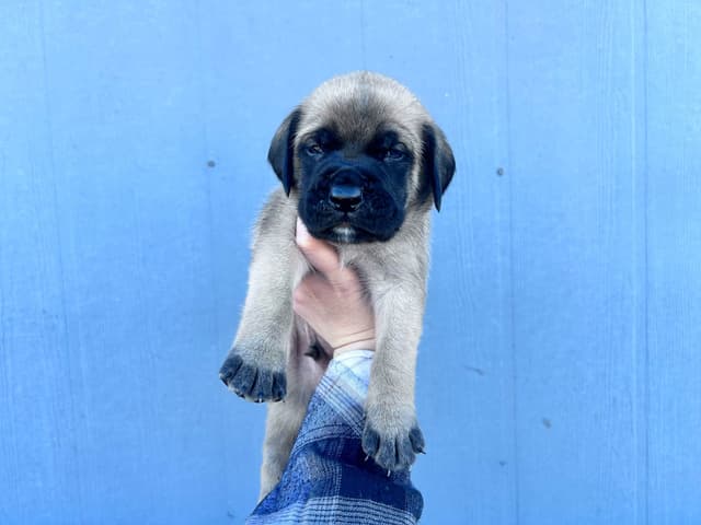 English Mastiff Puppies media 3