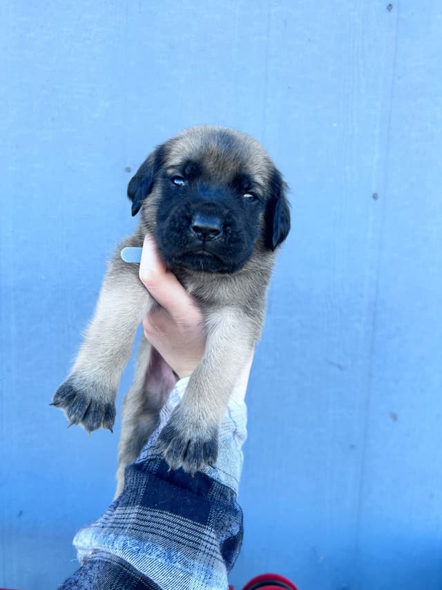 English Mastiff Puppies media 4