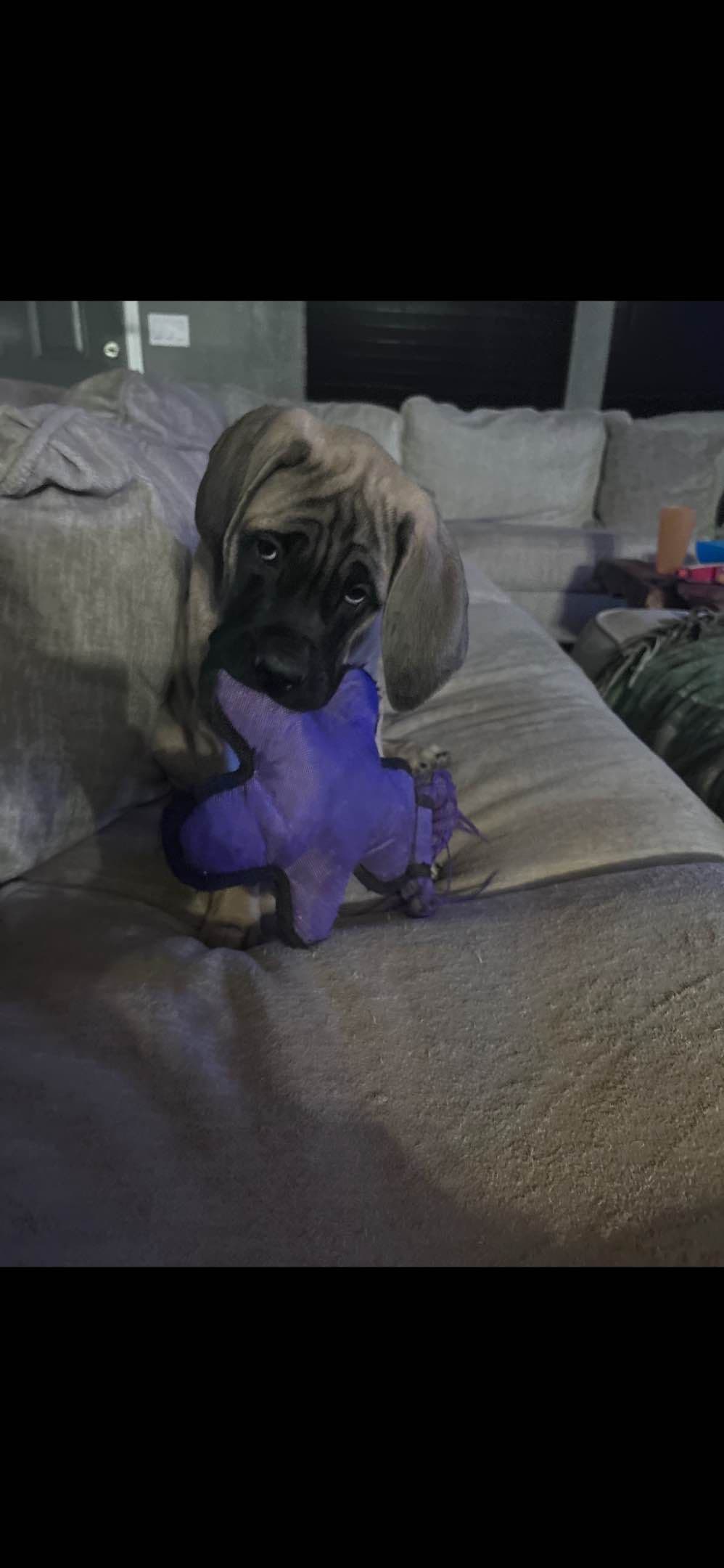 English Mastiff Puppies breeder image 1