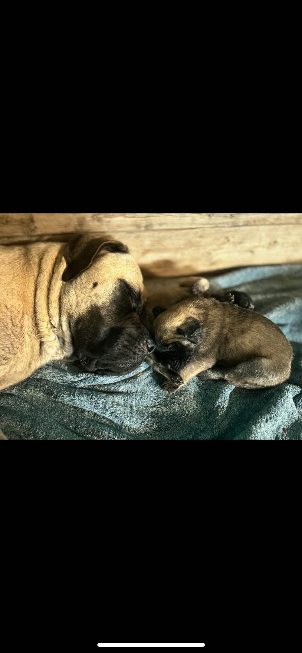 English Mastiff Puppies breeder image 2