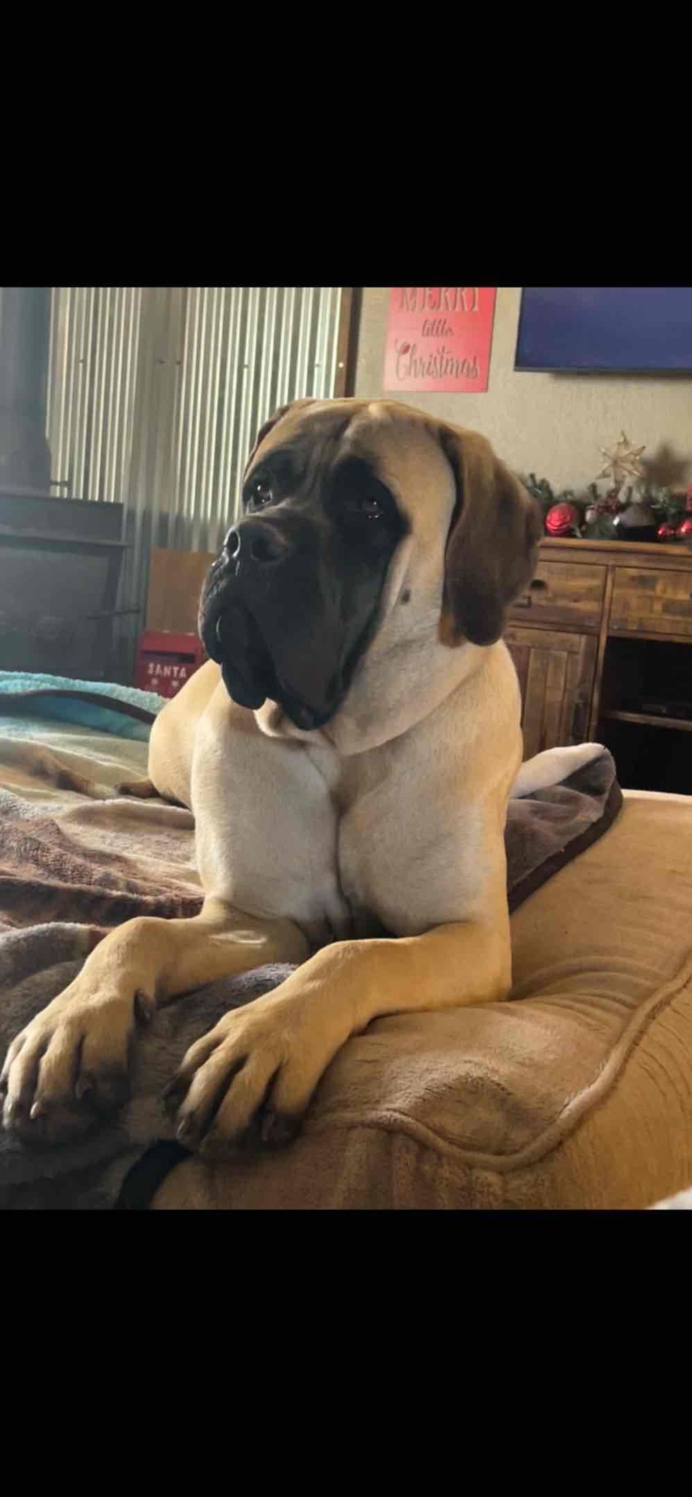 English Mastiff Puppies breeder image 5