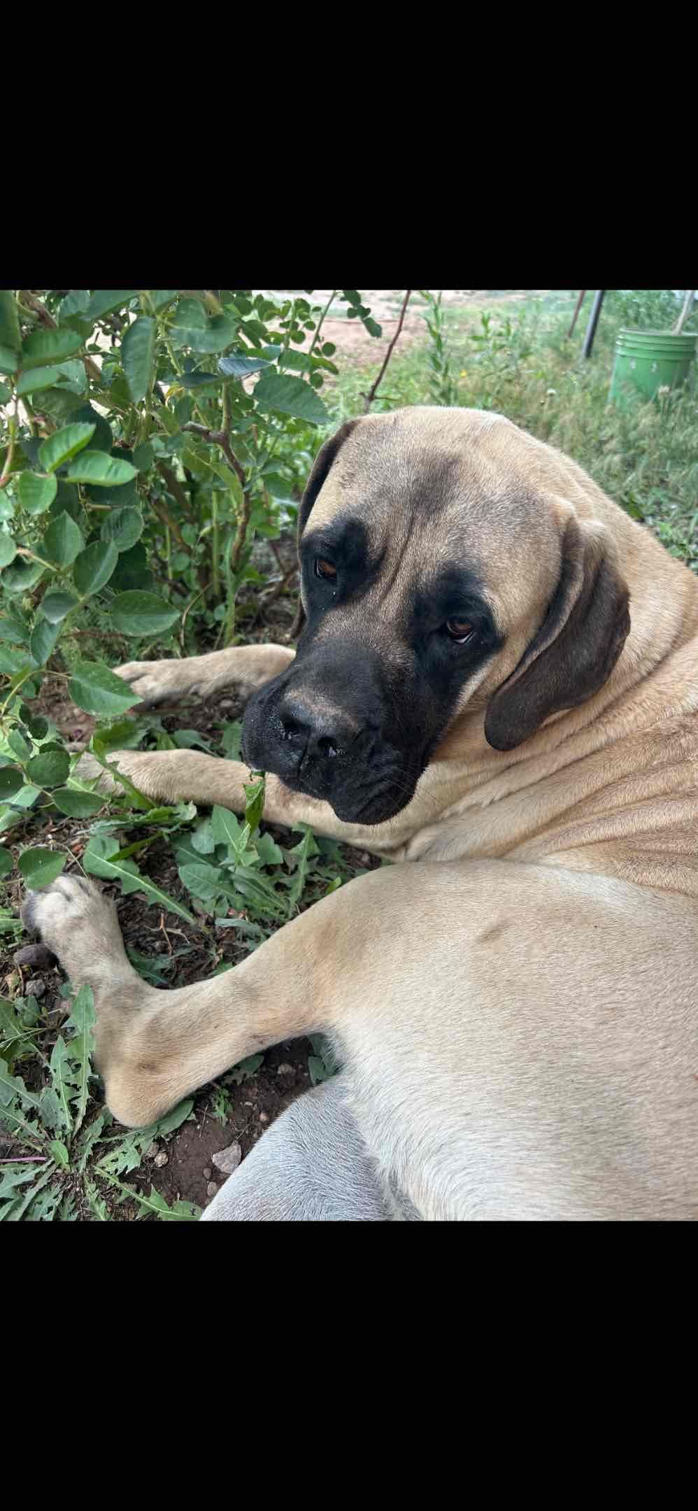 English Mastiff Puppies breeder image 3