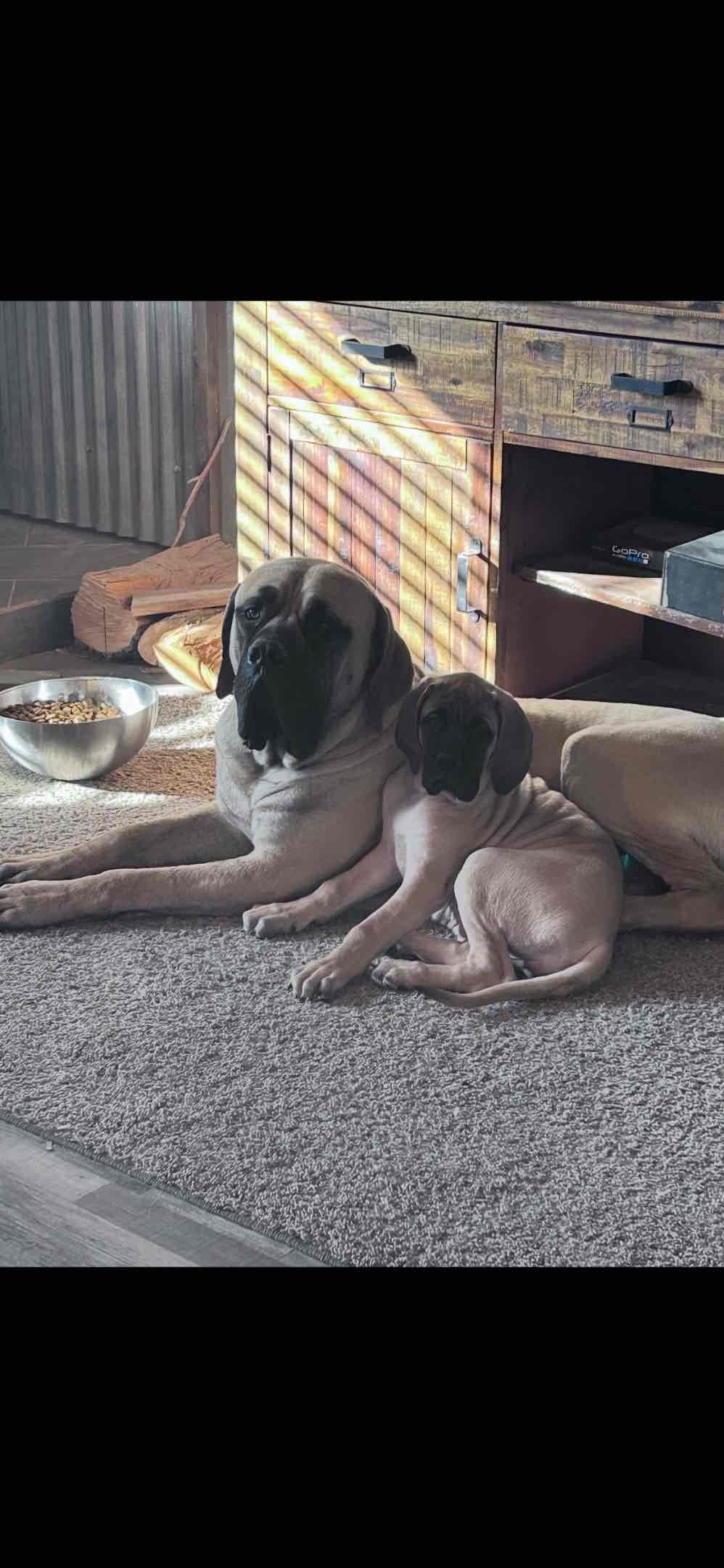 English Mastiff Puppies breeder image 4
