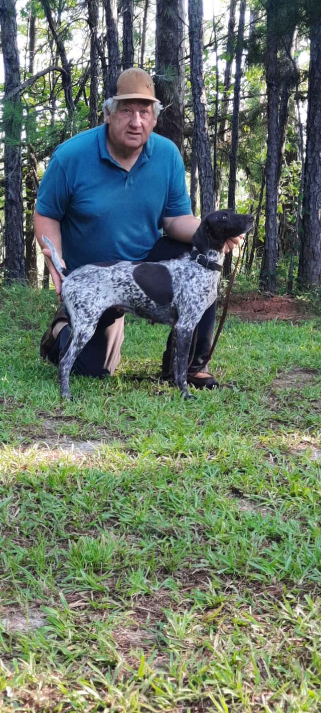 German Shorthaired Pointer Puppies media 2