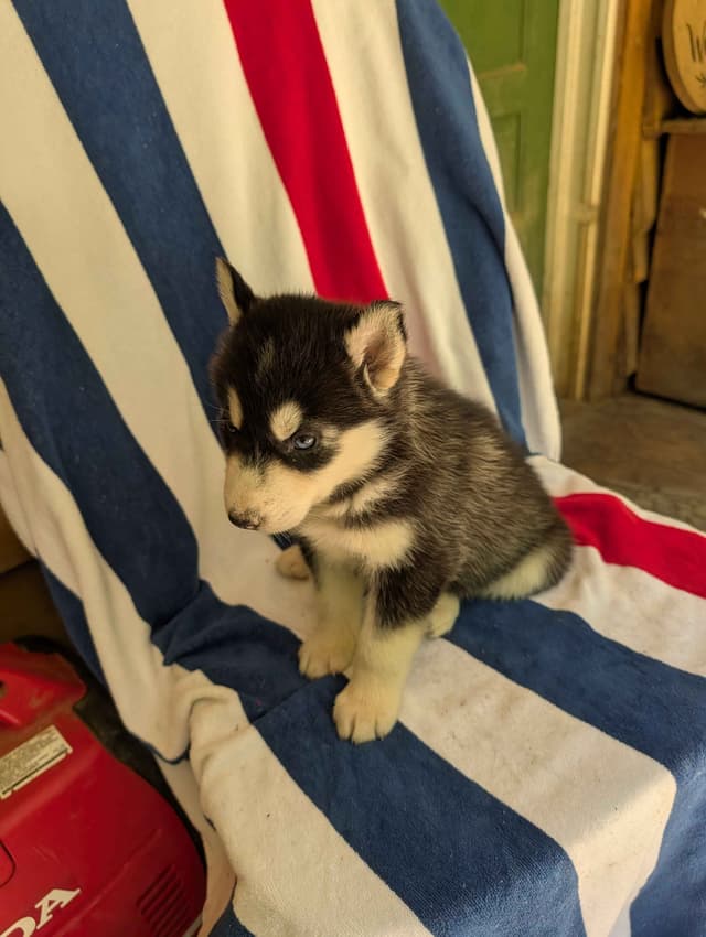 Siberian Husky Puppies media 2