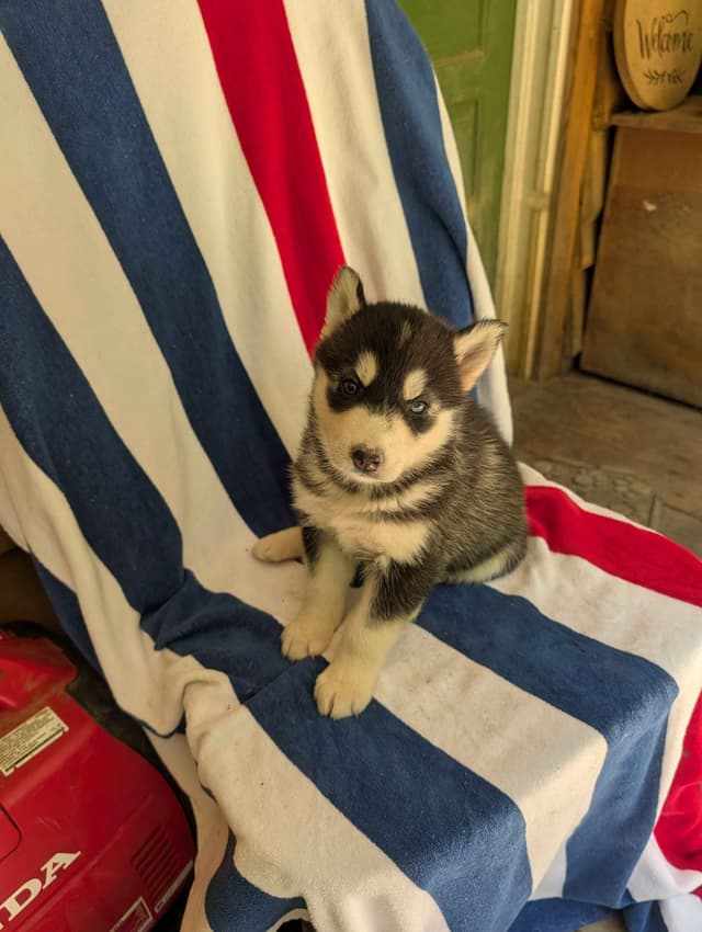 Siberian Husky Puppies media 3
