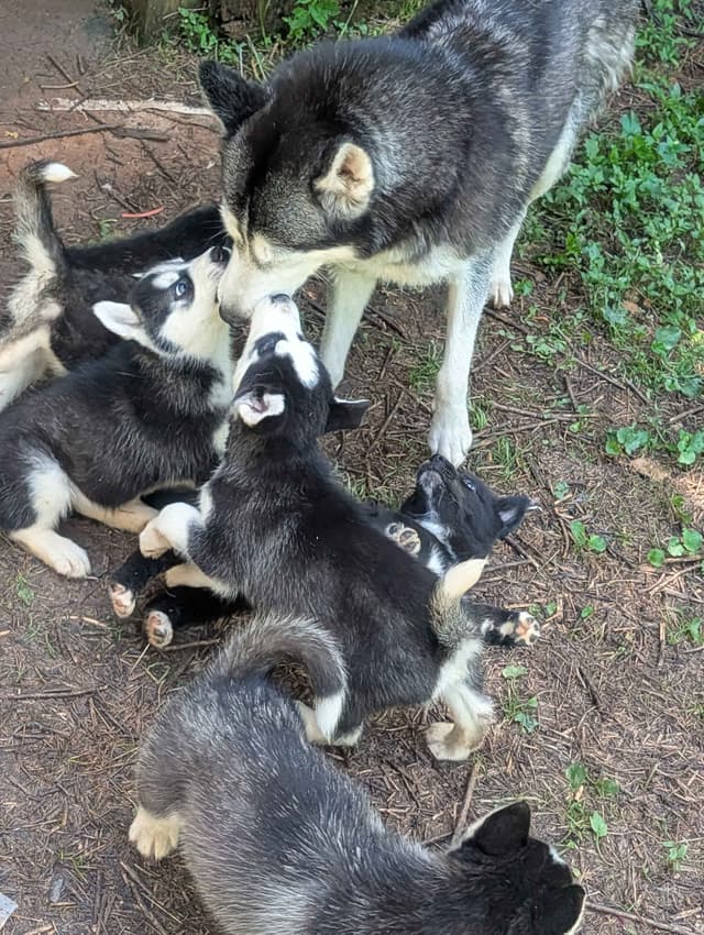 Siberian Husky Puppies media 4