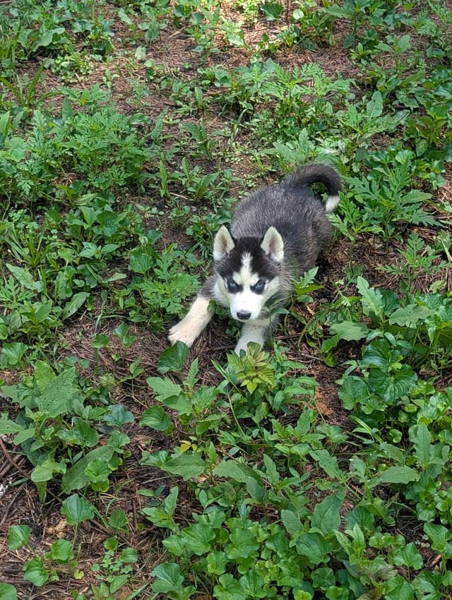 Siberian Husky Puppies media 5