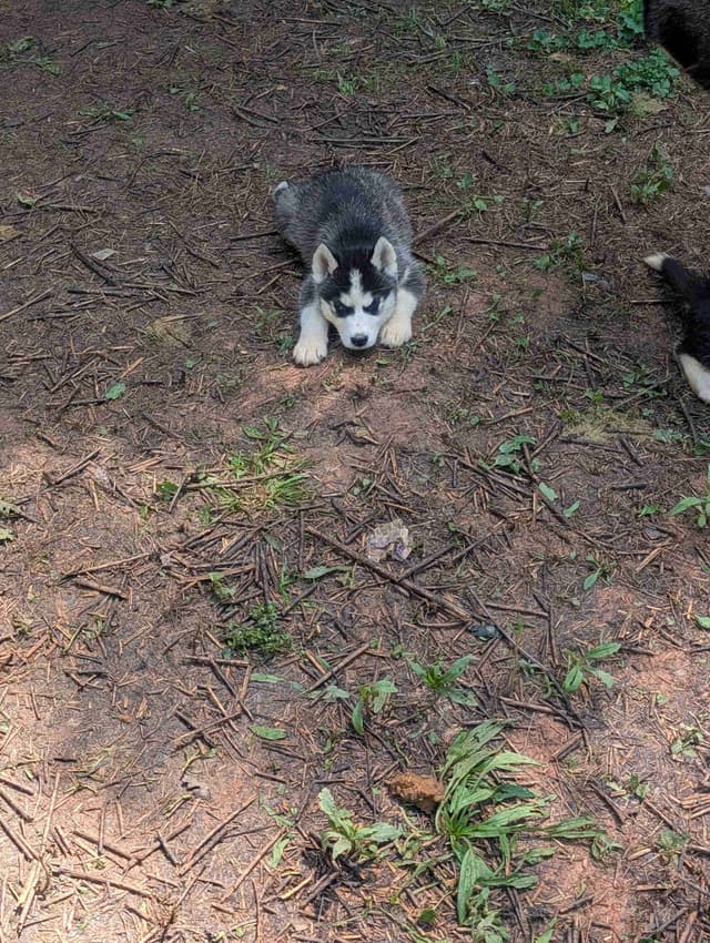 Siberian Husky Puppies media 6