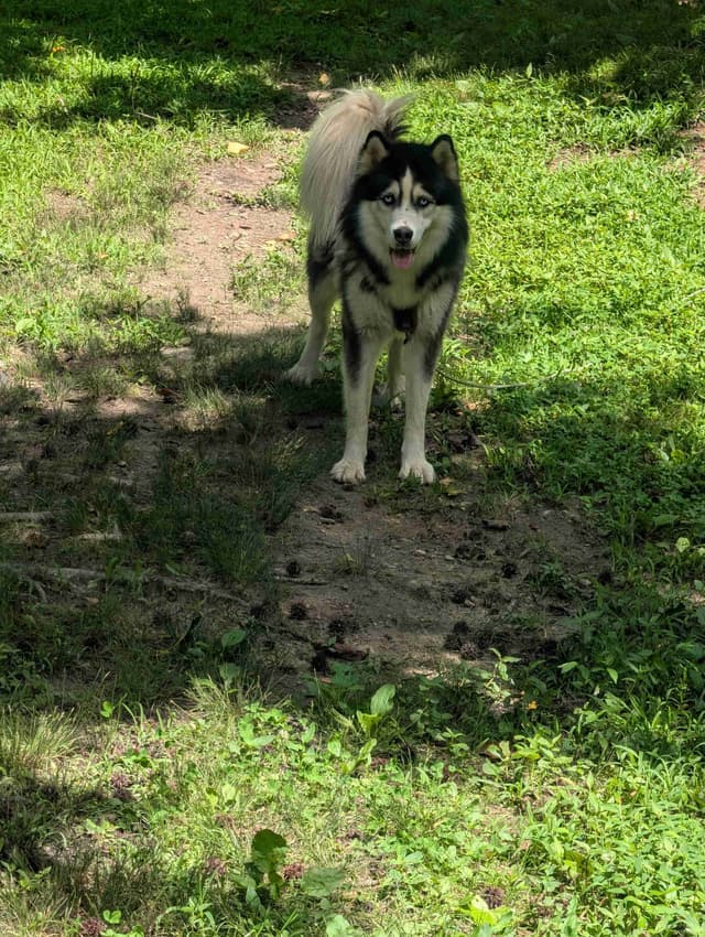 Siberian Husky Puppies media 7